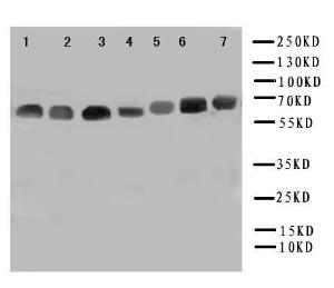 Anti-NOX4 Rabbit Polyclonal Antibody