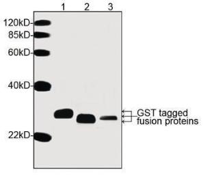 Anti-GST Tag Mouse Monoclonal Antibody [clone: 2F10B9]