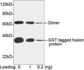 Anti-GST Tag Mouse Monoclonal Antibody [clone: 2F10B9] (Biotin)