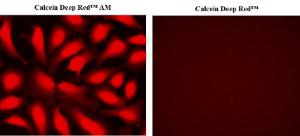 Calcein deep red/tra 21902 1 mg