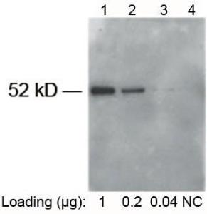Anti-E Tag Rabbit Polyclonal Antibody (HRP (Horseradish Peroxidase))