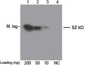 Anti-c-Myc Tag Mouse Monoclonal Antibody [clone: 2G8D5] (Biotin)