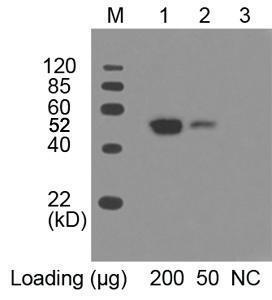 Anti-c-Myc Tag Mouse Monoclonal Antibody [clone: 2G8D5] (HRP (Horseradish Peroxidase))