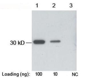 Anti-B-tag Rabbit Polyclonal Antibody