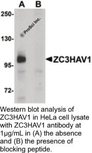 Anti-ZC3HAV1 Rabbit Polyclonal Antibody