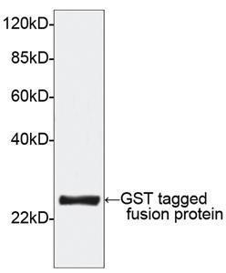 Anti-GST Tag Rabbit Polyclonal Antibody (HRP (Horseradish Peroxidase))