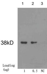 Anti-Cre Recombinase Mouse Monoclonal Antibody [clone: 1D8H3]