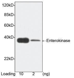 Anti-Enterokinase Mouse Monoclonal Antibody [clone: 5E3C8]