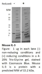 Mouse Recombinant IL-3 (from <i>E. coli</i>)