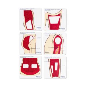 Anatomical templates color, small