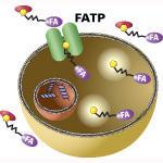 QBT Fatty Acid Uptake Assay Kit, Molecular Devices