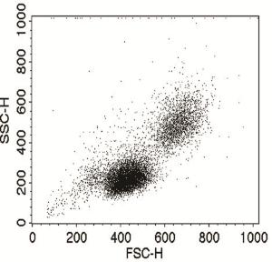 Flow cytometry analysis of human PBMC fixed and permeabilized with Biotium's Flow Cytometry Fixation and Permeabilization Kit.