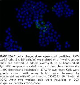 Phagocytosis Assay Kit (IgG FITC), Cayman Chemical Company