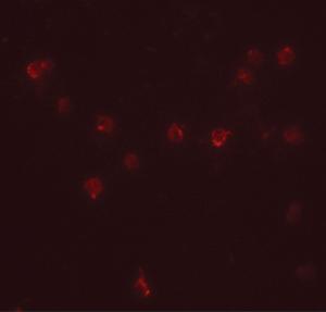 Immunofluorescence of DDX60 in A20 cells with DDX60 antibody at 20 µg/ml.