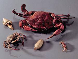 Ward's® Crab Collection