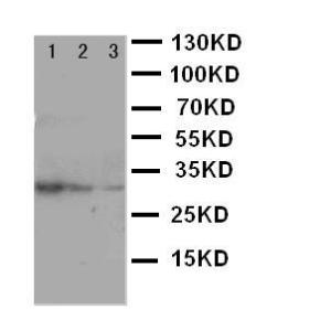 Anti-TRAF2 Rabbit Polyclonal Antibody