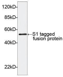 Anti-S1-tag Rabbit Polyclonal Antibody