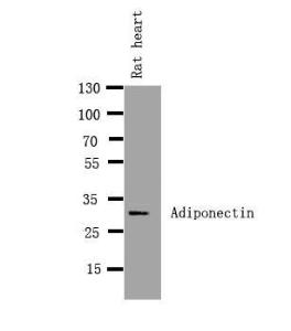 Anti-APMAP Rabbit Polyclonal Antibody