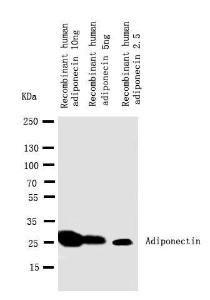 Anti-APMAP Rabbit Polyclonal Antibody