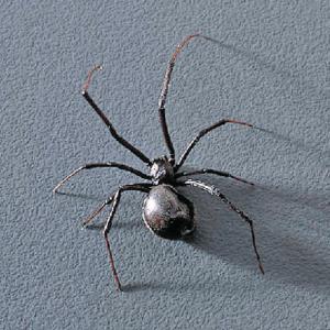 Preserved Black Widow Spider
