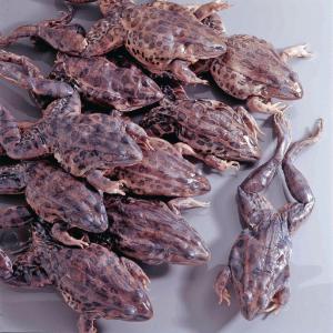 Ward's® Preserved Grassfrogs, Plain Preserved