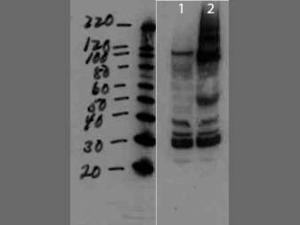MMTV GR antibody 25 µl