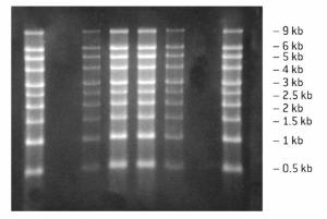 Reliant Precast RNA Minigels, Lonza