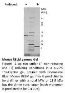 Mouse Recombinant RELM gamma (from <i>E. coli</i>)