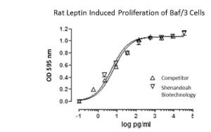 Rat Recombinant Leptin (from <i>E. coli)</i>