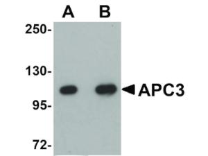 APC3 antibody 100 µg