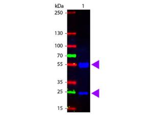 Anti-IgG Rabbit Polyclonal Antibody (FITC (Fluorescein Isothiocyanate))