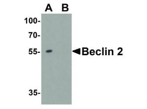 Beclin 2 antibody 100 µg