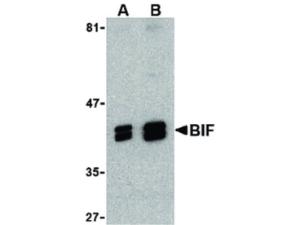 BIF antibody 100 µg