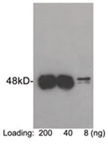 Anti-Protein C Tag Rabbit Polyclonal Antibody
