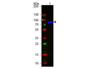Anti-IgM µ Goat Polyclonal Antibody (FITC (Fluorescein Isothiocyanate))