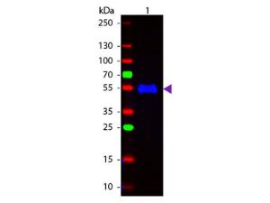 Anti-IgG gamma GoatPolyclonal Antibody (FITC (Fluorescein Isothiocyanate))