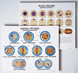 Denoyer-Geppert® Cell Structure and Division Chart Set