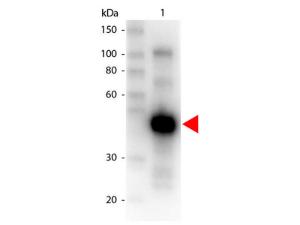 Anti-IgG gamma GoatPolyclonal Antibody (HRP (Horseradish Peroxidase))