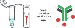 Antibody reaction