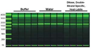 DNase, Double-Strand Specific, Heat-Labile treatment leaves RNA quality intact. RNA incubated with buffer, water or DNase were analyzed using the Eukaryote Total RNA StdSens Assay (Bio-Rad Experion System), with the results indicating all samples had intact, high quality RNA (RQI &#62;8.5)