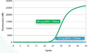 A PCR master mix containing 50 ng genomic DNA was prepared and divided into two reactions, of which one was treated with DNase, Double-Strand Specific, Heat-Labile prior to qPCR of both samples.  In contrast to the untreated sample, the DNase-treated sample contained no amplifiable genomic DNA.
