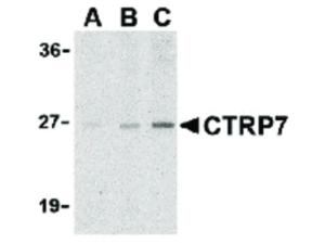 CTRP7 antibody N-term 100 µg