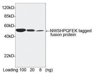 Anti-NWSHPQFEK Tag Rabbit Polyclonal Antibody