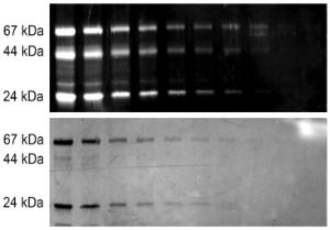 Proteins resolved on a 4 - 20% gel were stained post-electrophoresis with VividPro™ (Top) and visualized after the run with UV transillumination and a 570 nm longpass filter.  Subsequently, the gel was post-stained and visualized with Blue BANDit™ Protein Stain (Bottom)