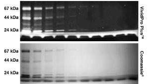 Proteins resolved on a 4 - 20% gel were stained during electrophoresis with VividPro Plus™ (Top) and visualized after the run with UV transillumination and a 570 nm longpass filter.  Subsequently, the gel was post-stained and visualized with standard Coomassie® Blue staining (Bottom)