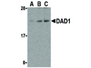 DAD1 antibody 100 µg