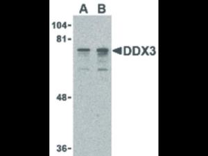DDX3 antibody N-term 100 µg