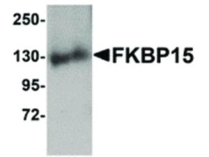 FKBP15 antibody 100 µg