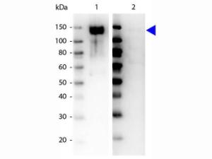 GAB1 PY659 antibody 25 µl