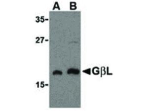 GBL antibody 100 µg